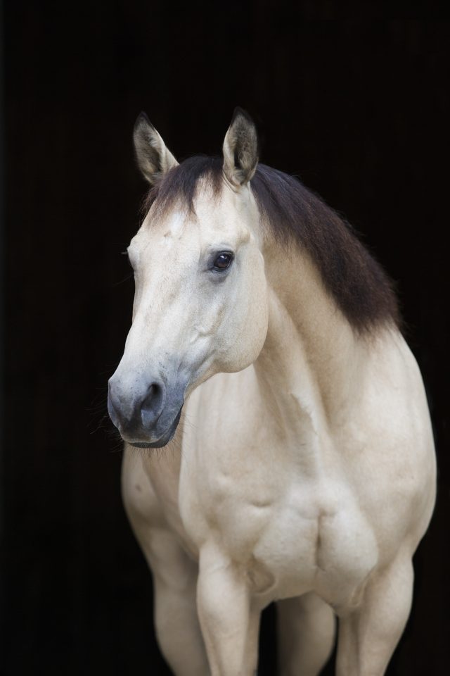 horse riding holidays,austria,achensee