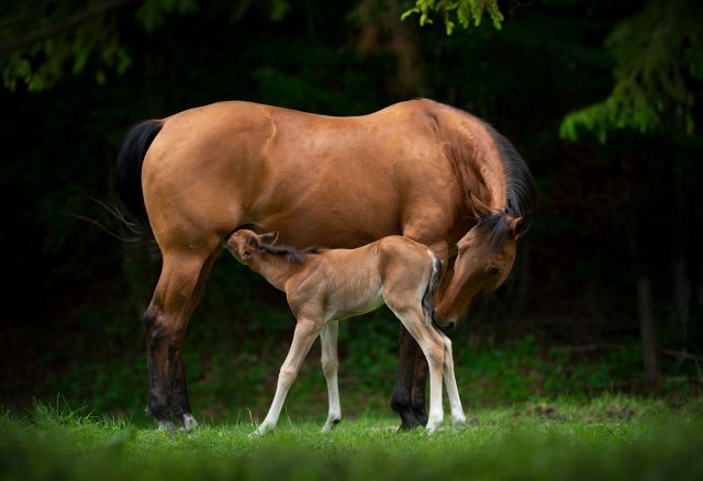 horse riding holidays,austria,achensee