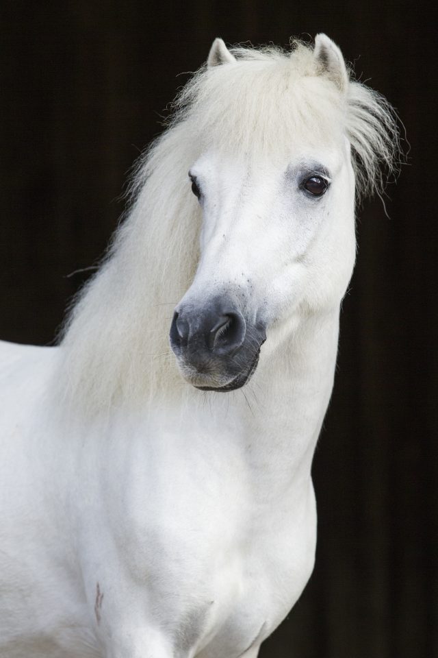 Weißes Pony mit langem, lockigem Haar.