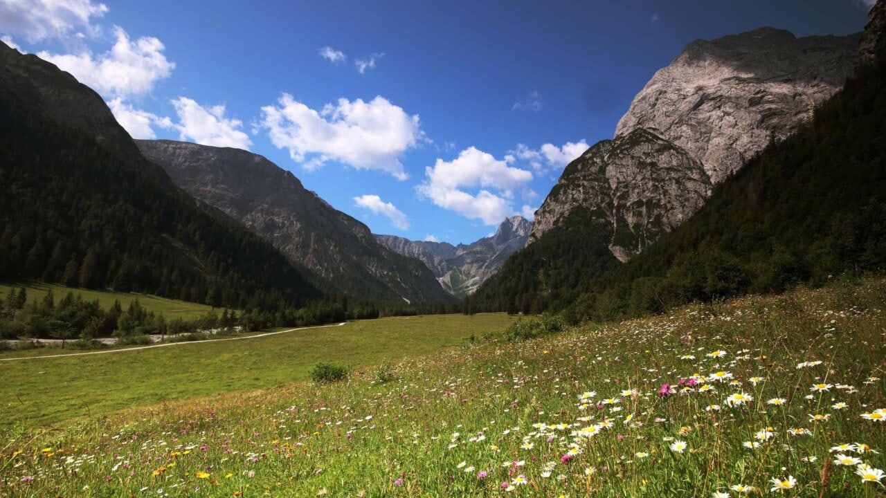 achensee Falzthurntal blumen sommer